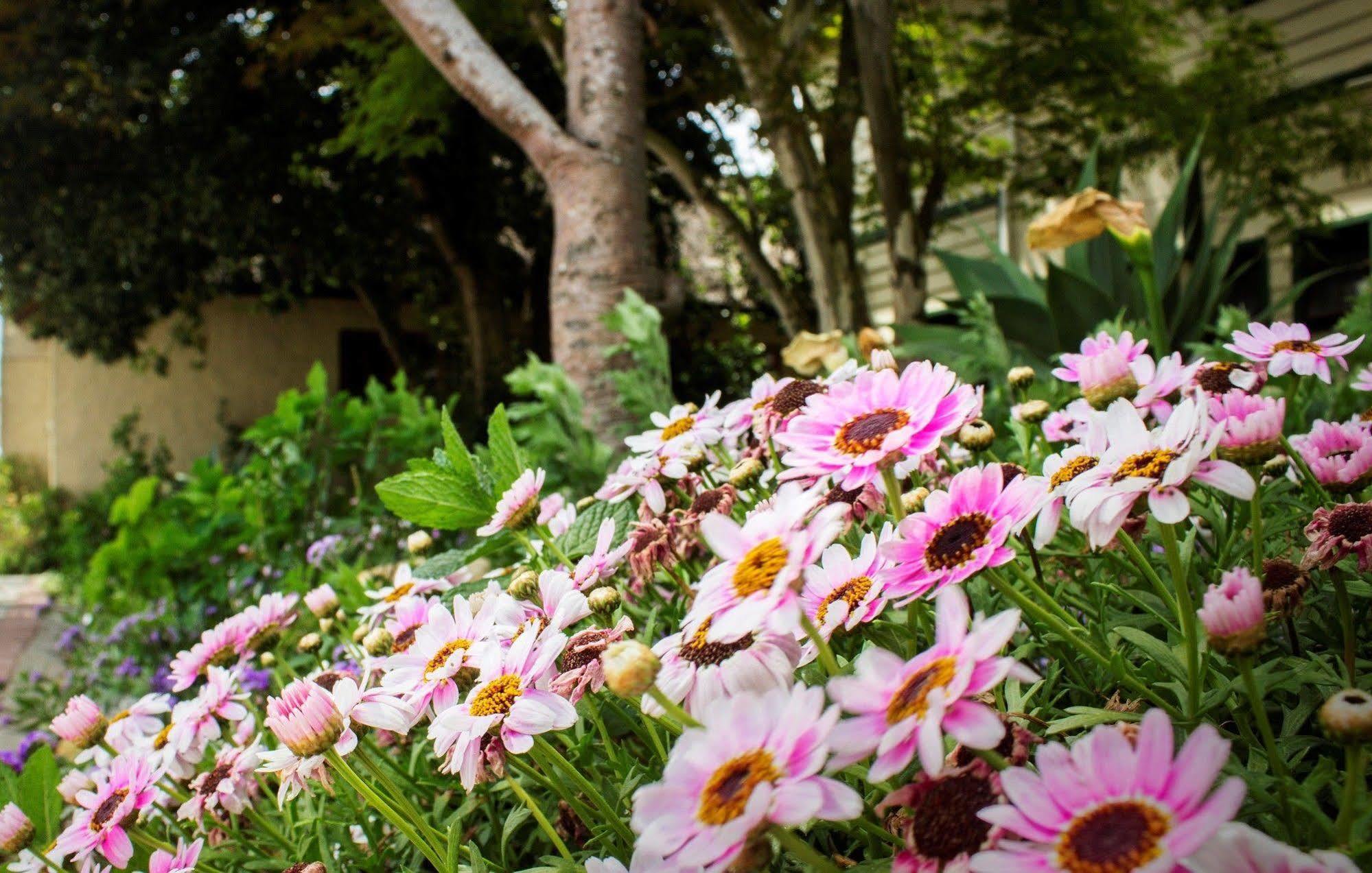 Victoria And Alfred Guest House Port Elizabeth Kültér fotó